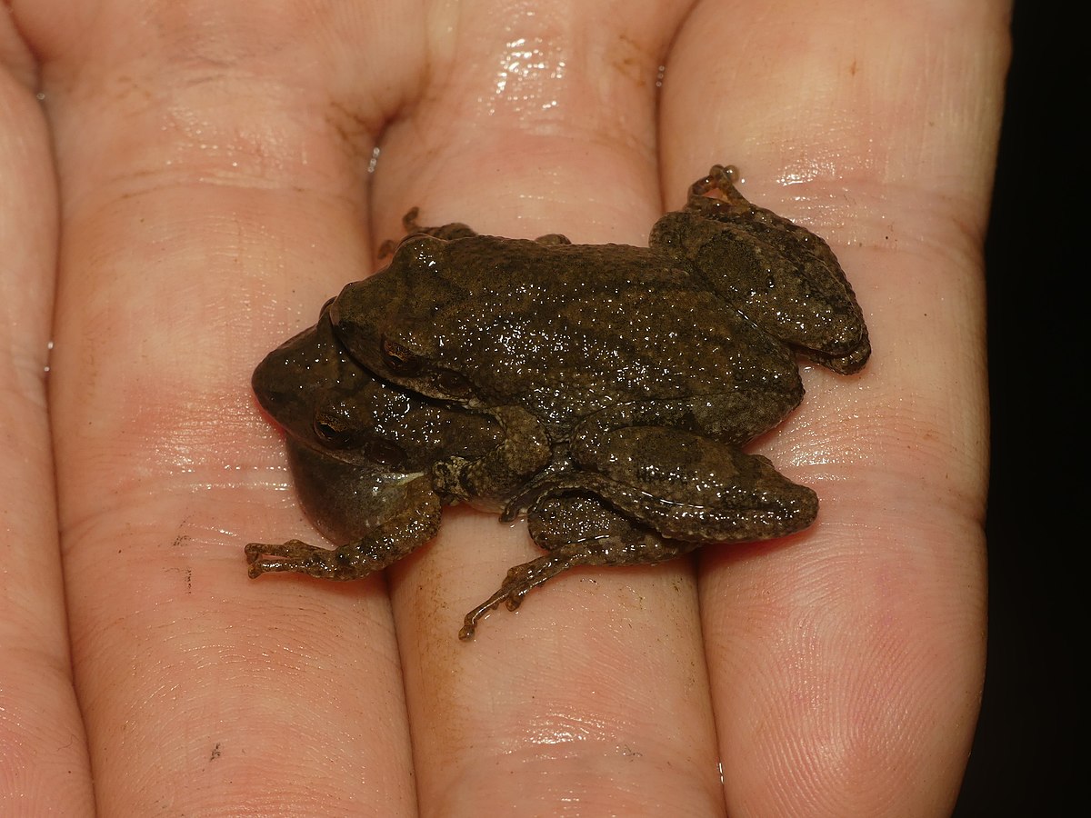 Appalachian mountain chorus frog - Wikipedia