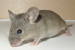 Kućni miš (Mus musculus)