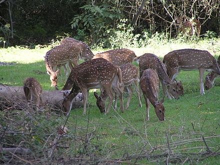 Deer beside the road at Mudumalai National Park