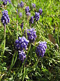 Miniatura per Muscari botryoides