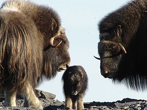 Twee volwassen muskusossen met een kalf in het Bering Land Bridge National Preserve, Alaska