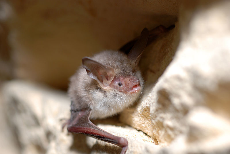 File:Myotis bechsteinii (2862366039).jpg