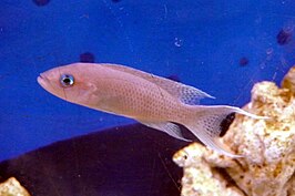 Neolamprologus gracilis