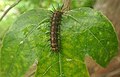 Later instar larva