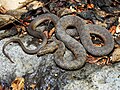 Thumbnail for Narrow-headed garter snake