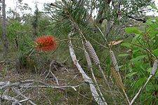 Growth habit Narrow-leaved Bottlebrush habit (8349169000).jpg