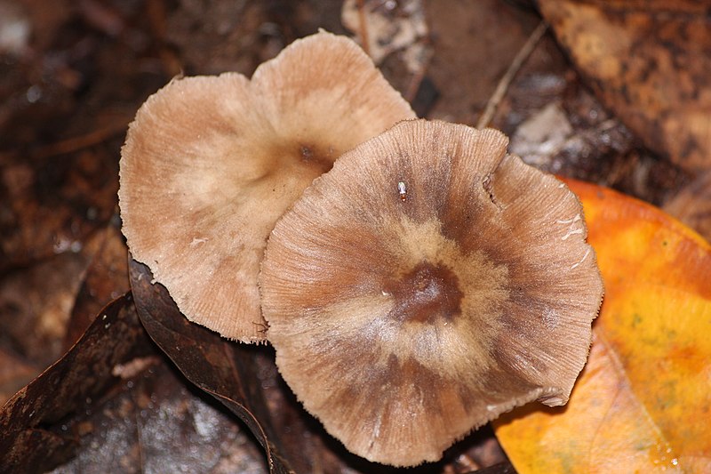 File:Natural- fungi.jpg