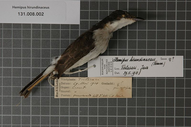 File:Naturalis Biodiversity Center - RMNH.AVES.124518 1 - Hemipus hirundinaceus (Temminck, 1822) - Campephagidae - bird skin specimen.jpeg