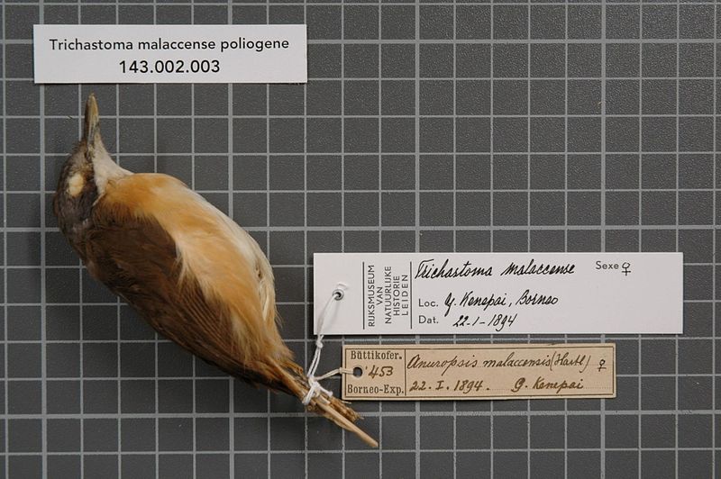 File:Naturalis Biodiversity Center - RMNH.AVES.146995 1 - Trichastoma malaccense poliogene (Strickland, 1849) - Timaliidae - bird skin specimen.jpeg