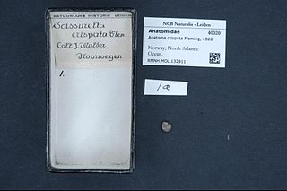 <i>Anatoma crispata</i> Species of gastropod