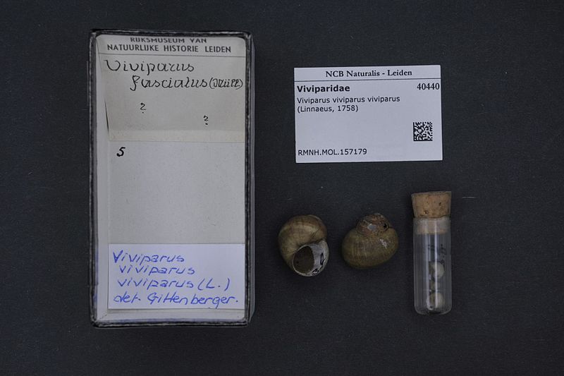 File:Naturalis Biodiversity Center - RMNH.MOL.157179 - Viviparus viviparus viviparus (Linnaeus, 1758) - Viviparidae - Mollusc shell.jpeg