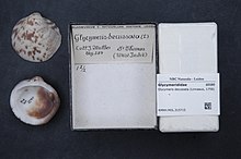 Naturalis биоалуантүрлілік орталығы - RMNH.MOL.315715 - Glycymeris decussata (Linnaeus, 1758) - Glycymerididae - Mollusc shell.jpeg