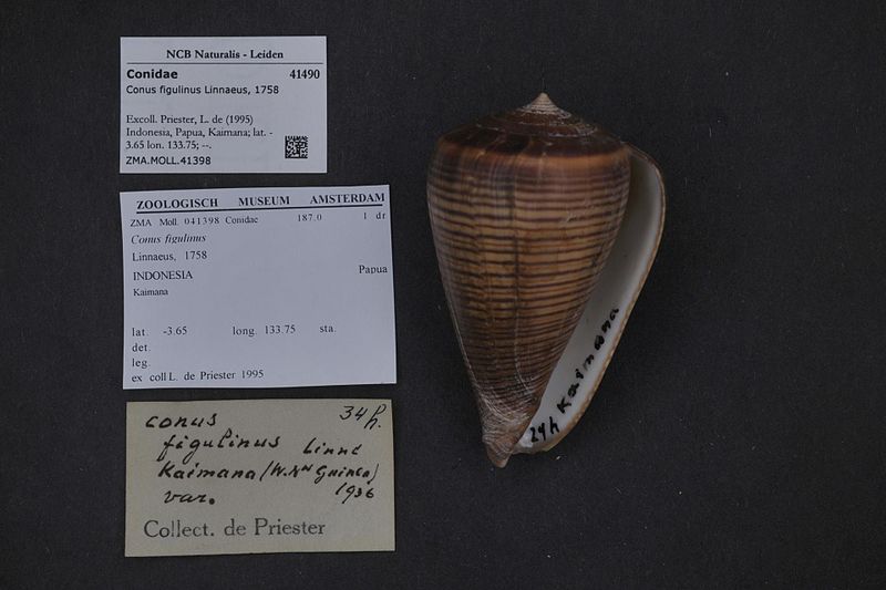 File:Naturalis Biodiversity Center - ZMA.MOLL.41398 - Conus figulinus Linnaeus, 1758 - Conidae - Mollusc shell.jpeg