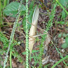 Neoconocephalus velox.jpg