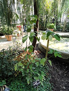 Neolitsea parvigemma - Ботанический сад Лион - DSC05441.JPG