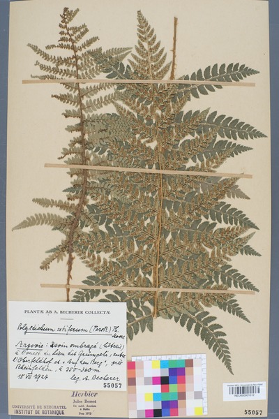 File:Neuchâtel Herbarium - Polystichum setiferum - NEU000001512.tiff