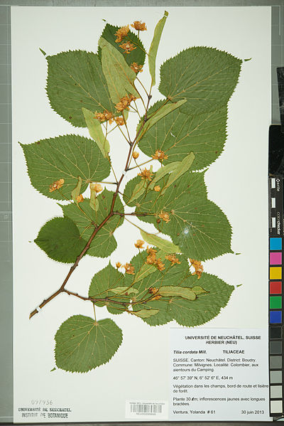 File:Neuchâtel Herbarium - Tilia cordata - NEU000099846.jpg