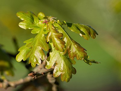 New oak leaves with female flowers