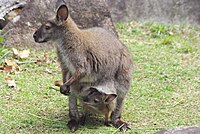 Noichi Zoological Park of the Kochi Prefecture