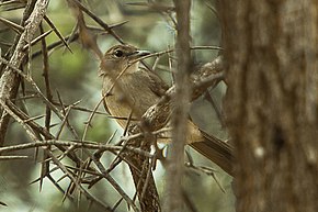 Northern Brownbul - Meru - Kenya 06 8252 (16429554424) .jpg resmi açıklaması.