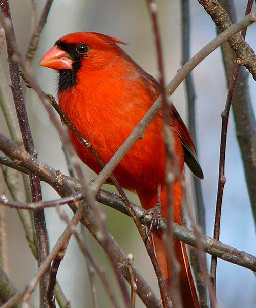 File:Northern Cardinal Male-27527.jpg