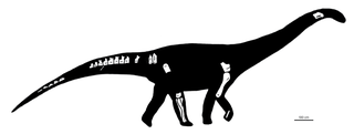 <i>Nullotitan</i> Genus of sauropod dinosaur