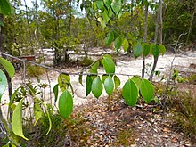 Nyilas Padang (Parastemon urophyllus) leaves (15767639662).jpg