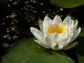 caption2=Nymphaea alba from the estuary of the Zala River, Hungary