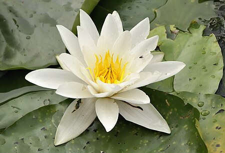 Nymphaea alba in Duisburg.jpg