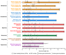 Genomes of different nyamiviruses ONSR.Nyami.Fig2.v8.png