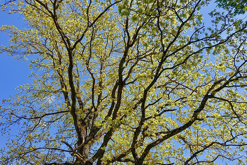 File:Oak tree (eik), branches (greiner) Spring leaves (bladverk om våren) Blue sky (blå himmel) Sunny (solskinn) Skjee church (kirke) Stokke Ravei Sandefjord Norway 2019-05-16 DSC02131.jpg