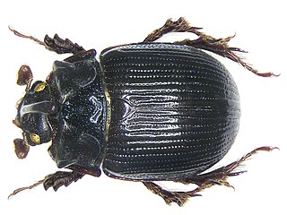 <i>Odonteus</i> Genus of beetles