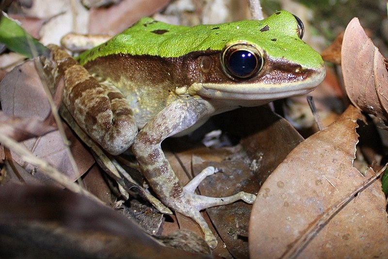 Amphibious aquaculture: why frog farming is set for success