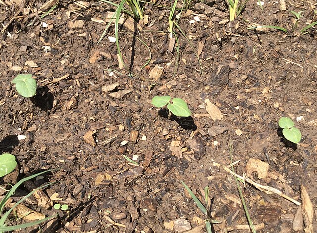 Plants about one week after germination, Oklahoma