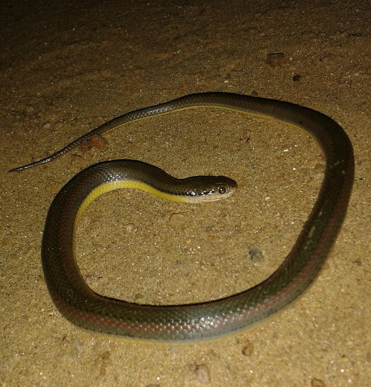 https://upload.wikimedia.org/wikipedia/commons/thumb/8/83/Olive_Keelback_water_snake_%28Atretium_schistosum%29_from_Sri_Lanka.jpg/1200px-Olive_Keelback_water_snake_%28Atretium_schistosum%29_from_Sri_Lanka.jpg