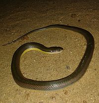 Sri Lanka'dan Zeytin Keelback su yılanı (Atretium schistosum ).jpg