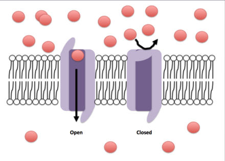 Ions are depicted by the red circles. A gradient is represented by the different concentration of ions on either side of the membrane. The open conformation of the ion channel allows for the translocation of ions across the cell membrane, while the closed conformation does not.