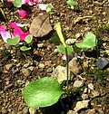 Thumbnail for Ophioglossum reticulatum