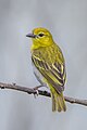 * Nomination Orange weaver (Ploceus aurantius) female --Charlesjsharp 19:44, 1 December 2023 (UTC) * Promotion  Support Good quality. --Ermell 20:26, 1 December 2023 (UTC)