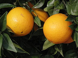 Apelsinai (Citrus × sinensis)
