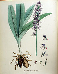 Flora Batava vol. 18 plate 1363 Orchis fusca Orchis purpurea
