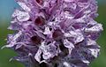 Neotinea tridentata Blüten
