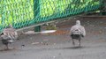 File:Oriental Turtle Doves (Streptopelia orientalis).webm