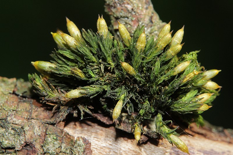 File:Orthotrichum pallens (b, 145139-474934) 9407.JPG