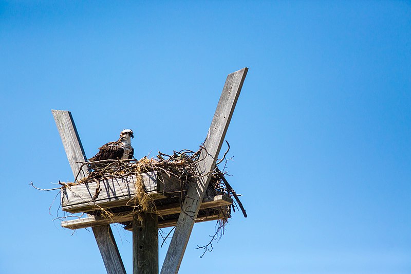 File:Osprey (33920783224).jpg