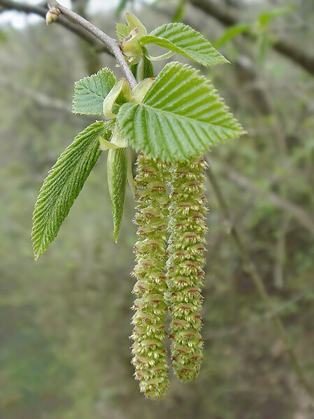 File:Ostrya carpinifolia in Italy male catkins.jpg