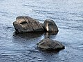 Čeština: Otava, kameny v řece pod Držovem. Okres Písek. English: Otava River, stones in the river under Držov village, Písek District, Czech Republic.