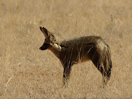 Otocyon megalotis (Namibia).jpg