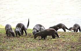 Otters in Singapore.jpg