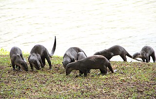 <span class="mw-page-title-main">Bishan otter family</span>